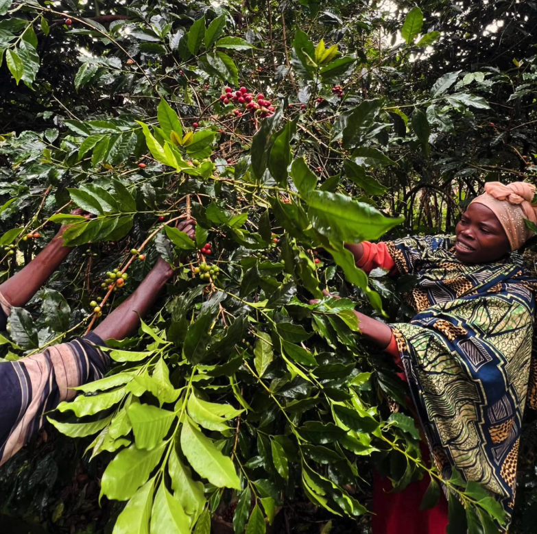 Ethiopia - Duwancho Natural