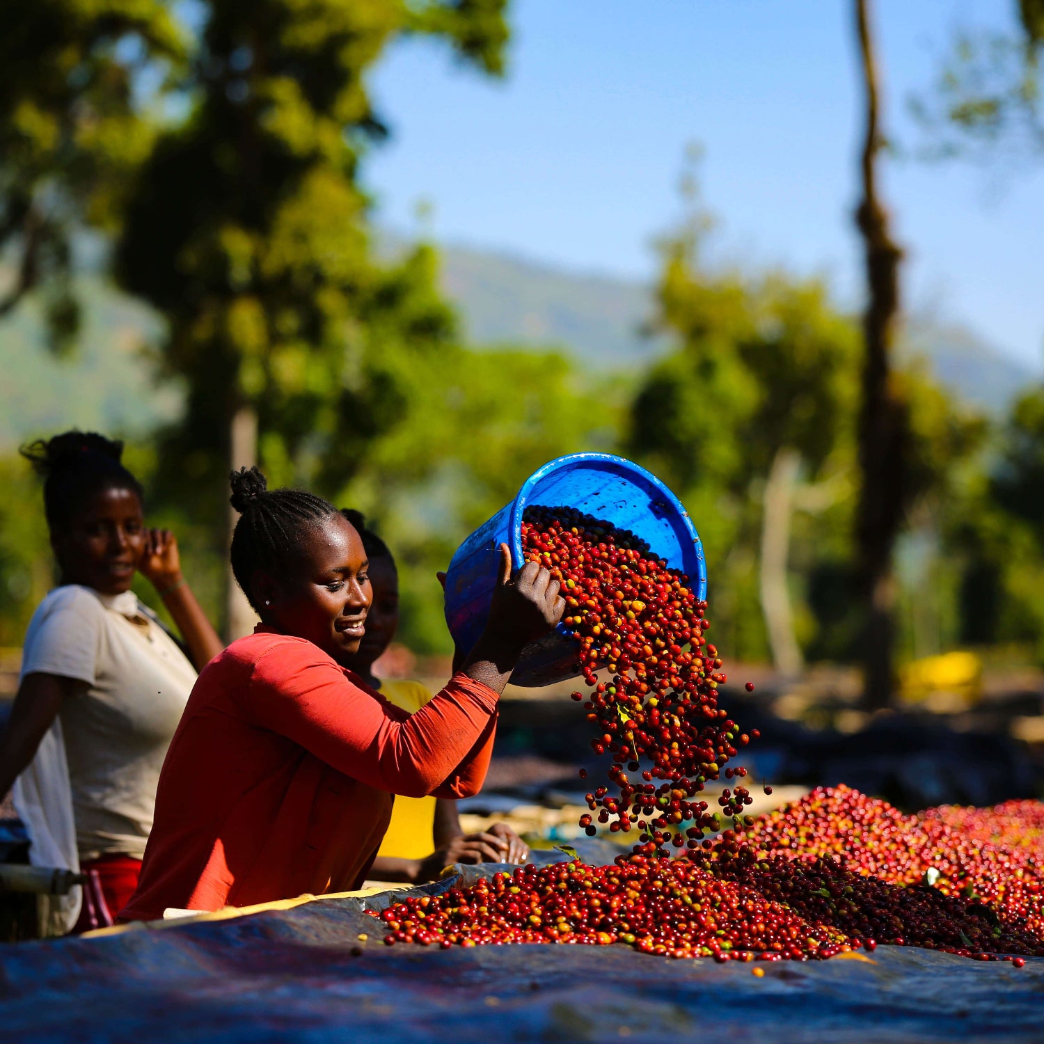 Ethiopia - Duwancho - Farm Press