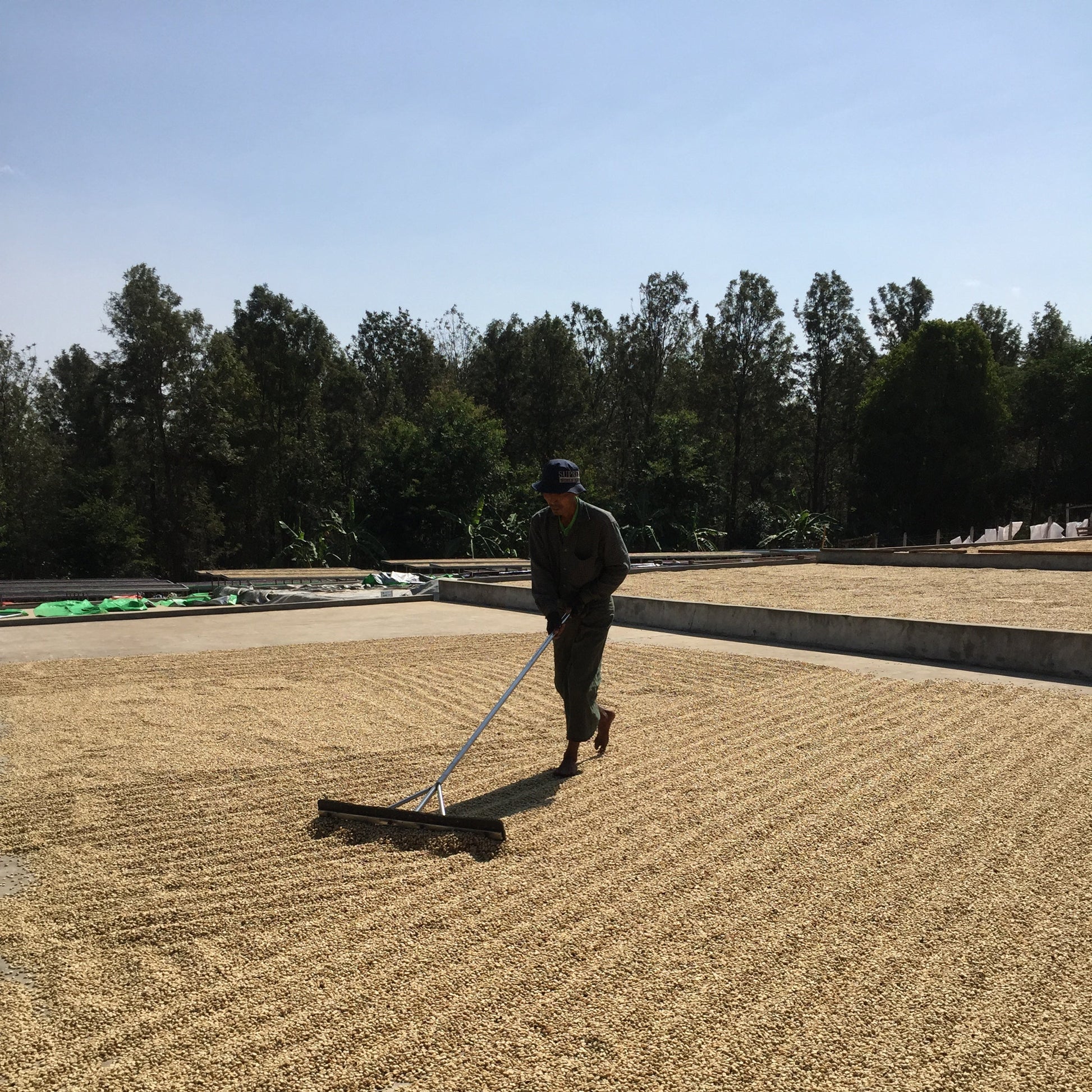 Myanmar - Khar Taw Hmi - Clifton Coffee Roasters UK