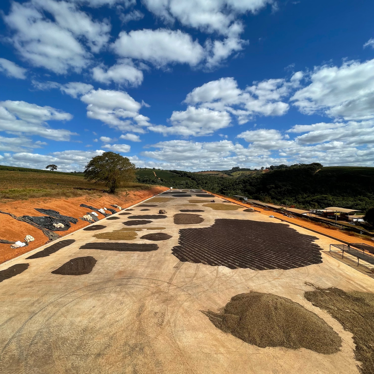 Brazil - Fazenda Pinhal Microlot