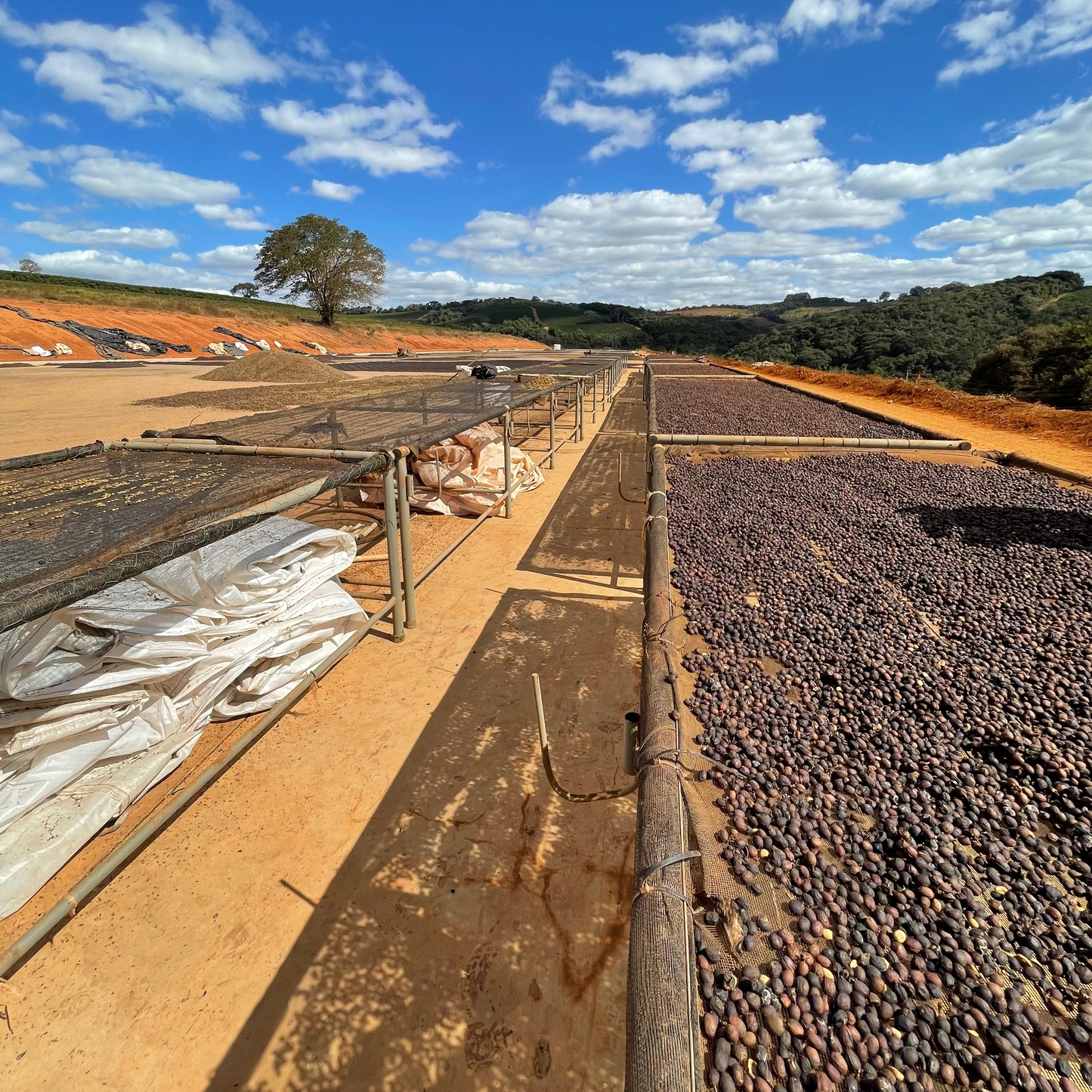 Brazil - Fazenda Pinhal Microlot