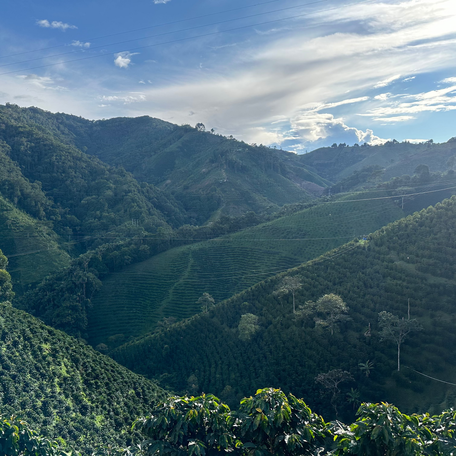 Colombia - Finca Las Flores - Clifton Coffee Roasters UK