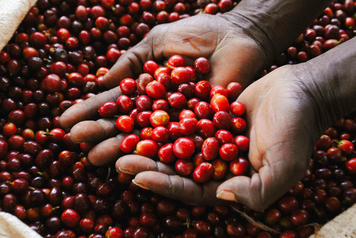 Single Origin - Clifton Coffee Roasters UK