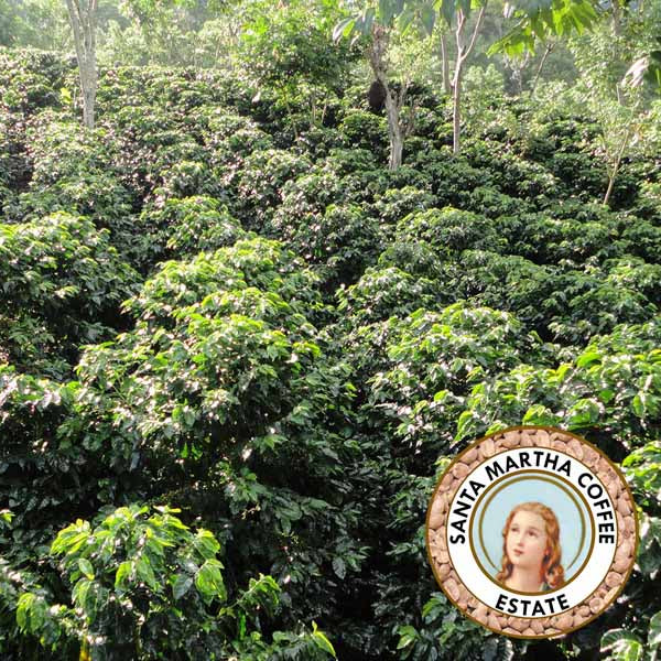 Sugarcane Decaf