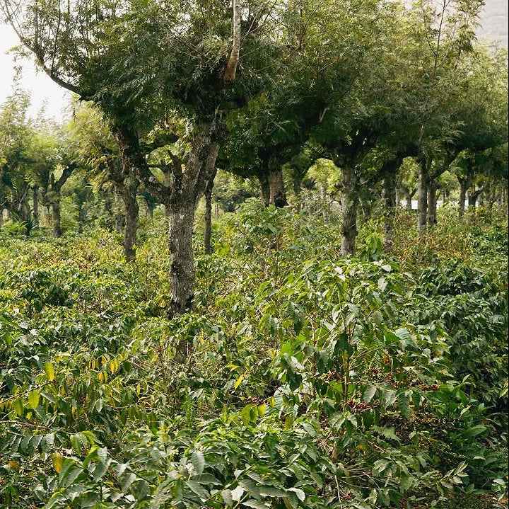Guatemala Cascara
