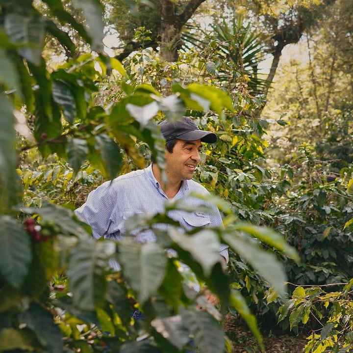 Guatemala Cascara