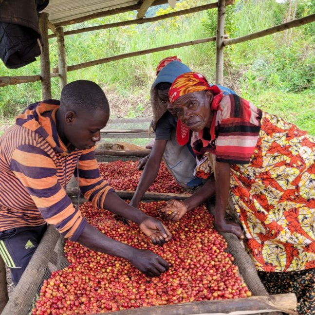Burundi Cafex - Clifton Coffee Roasters