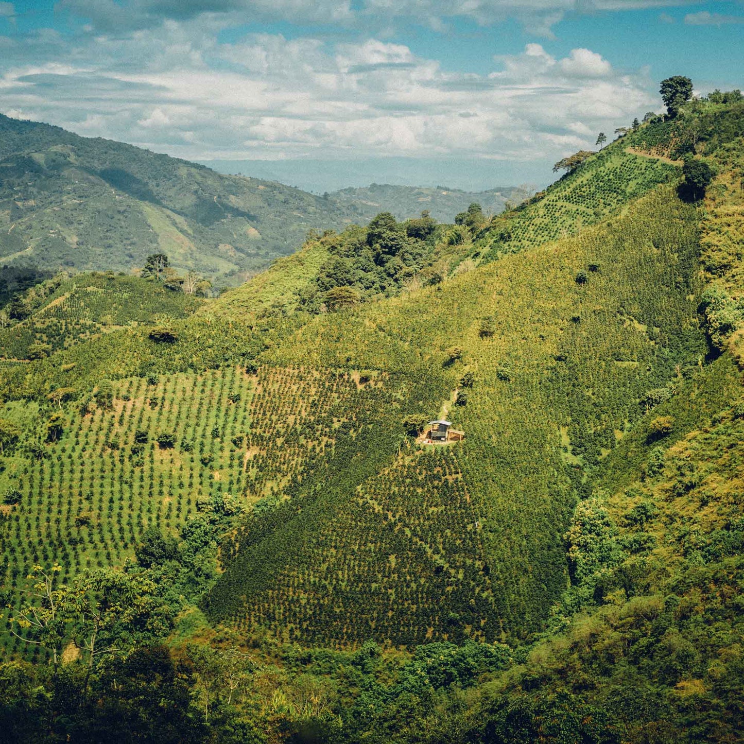 Sugarcane Decaf - Clifton Coffee Roasters UK