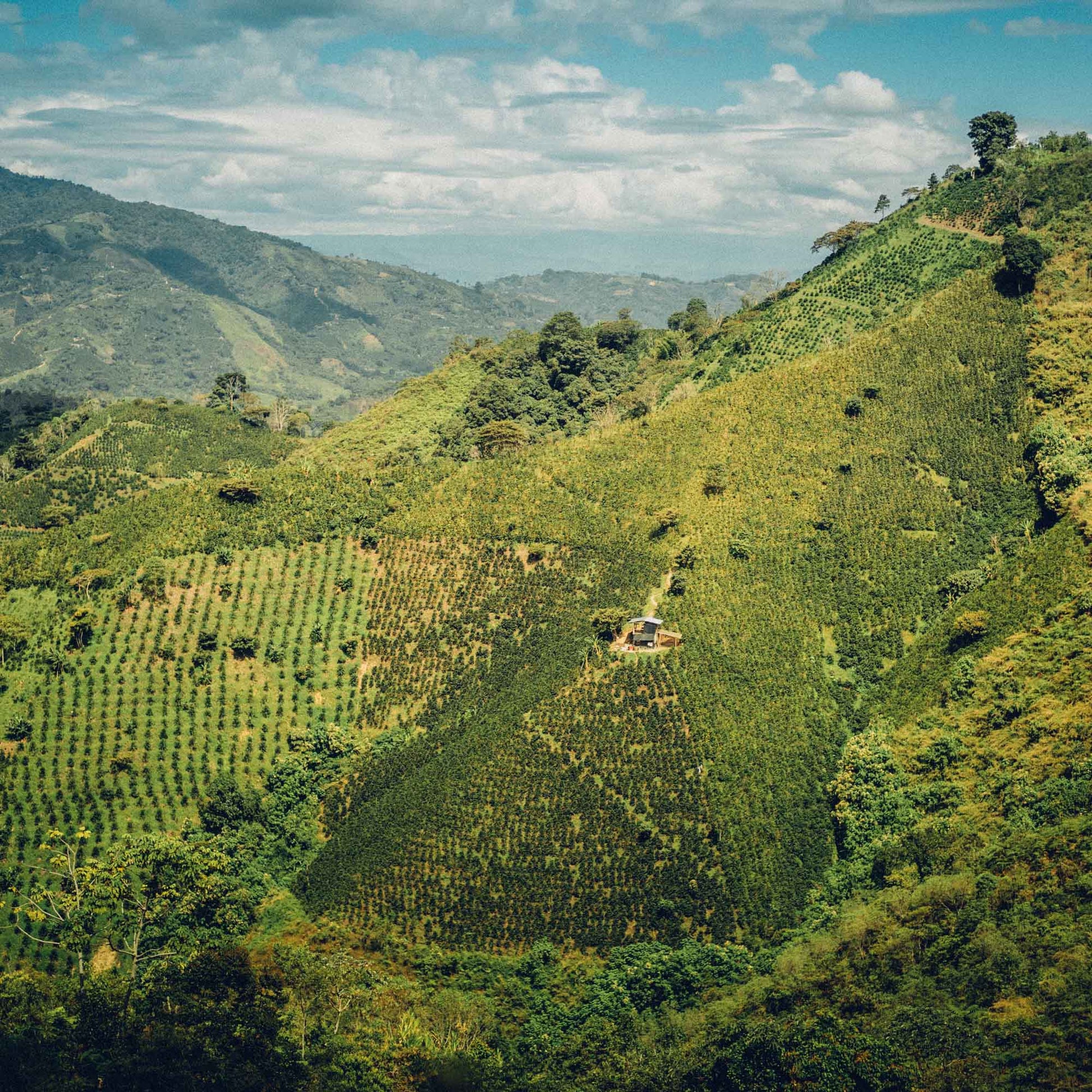 Sugarcane Decaf - Clifton Coffee Roasters UK