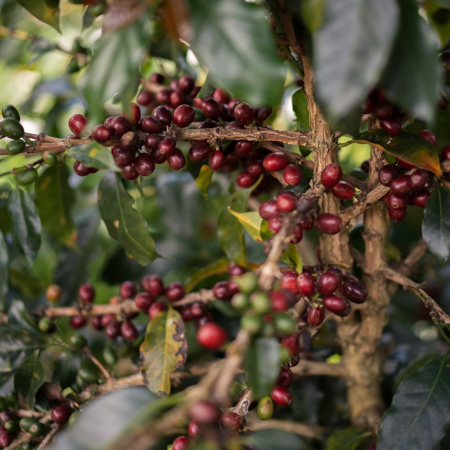 Ombligon - Finca El Diviso