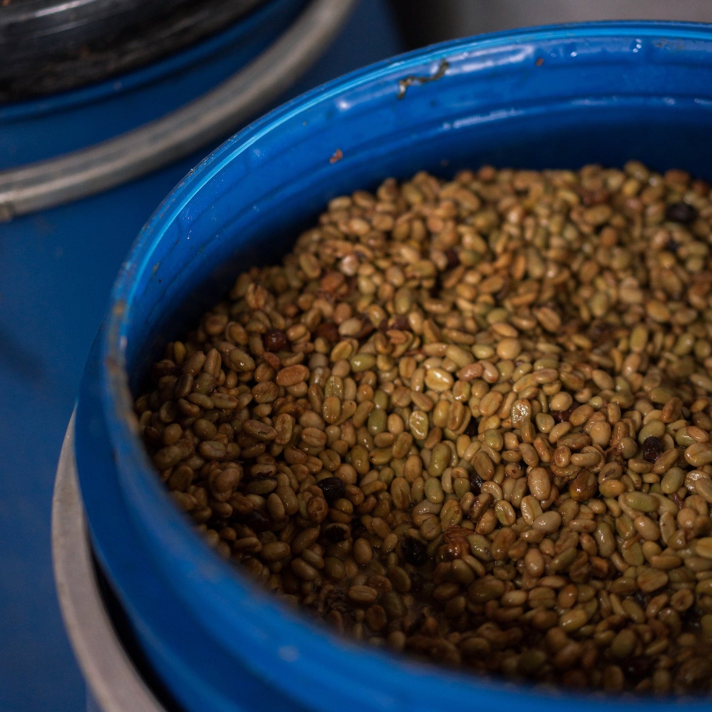 Ombligon - Finca El Diviso