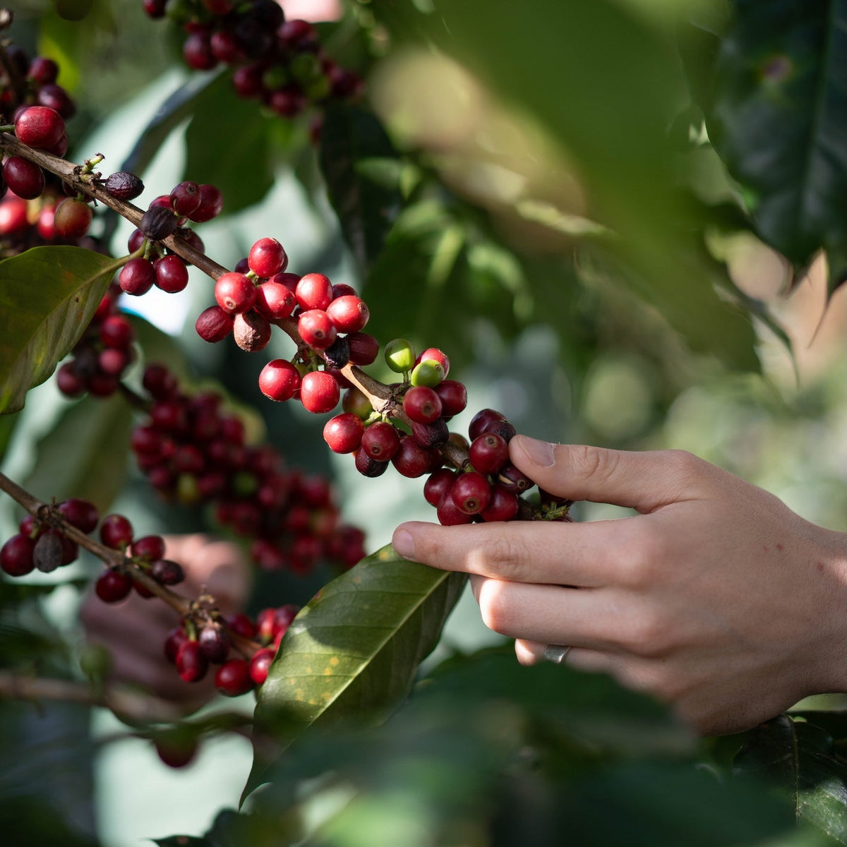 Honduras - Finca La Valentina