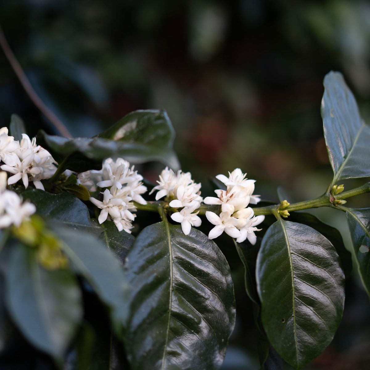 Honduras - Finca La Valentina