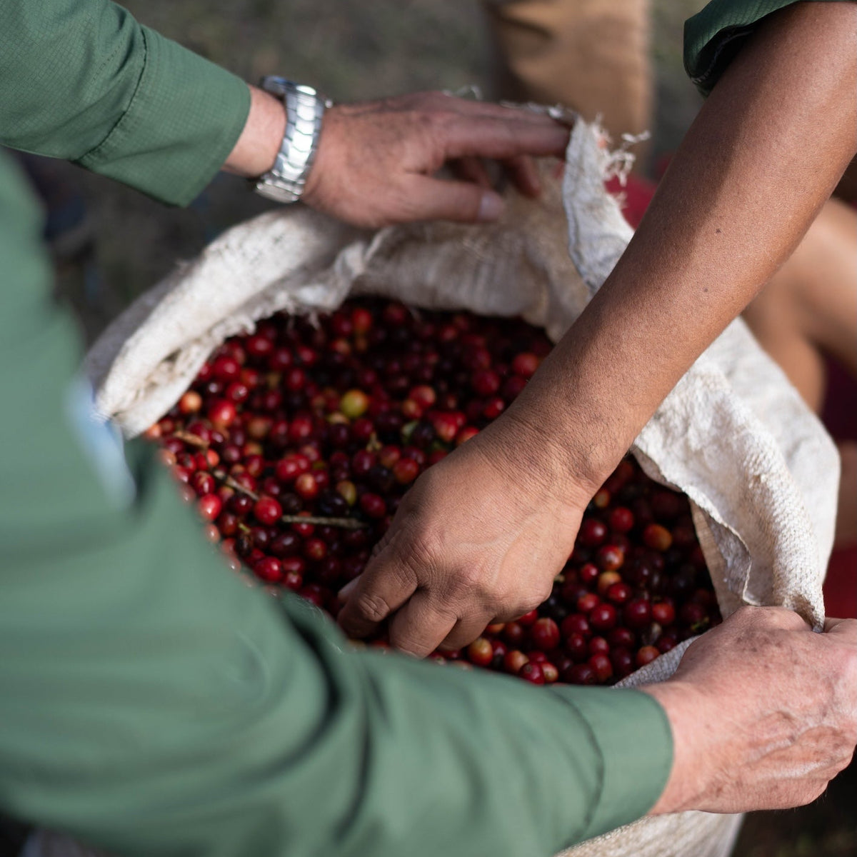 Honduras - Finca La Valentina