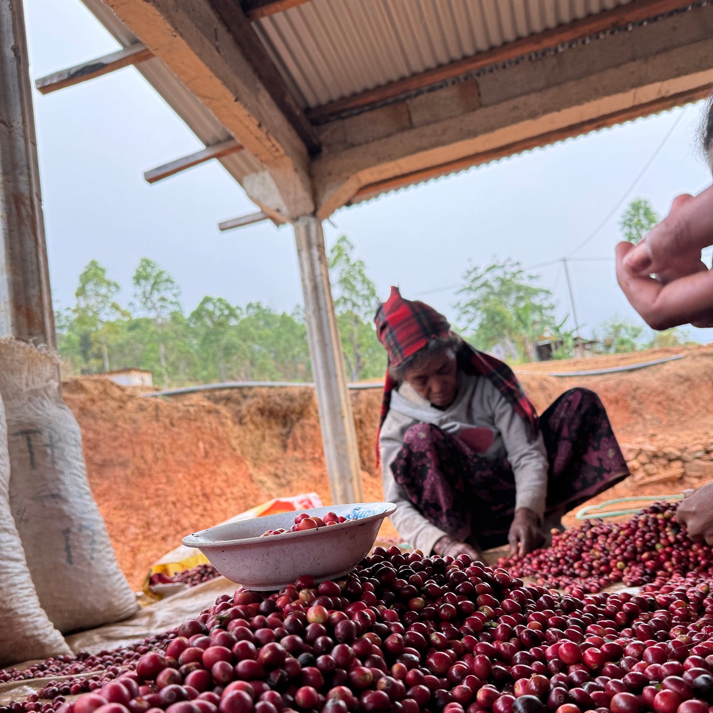 East Timor - Eratoi - Clifton Coffee Roasters UK