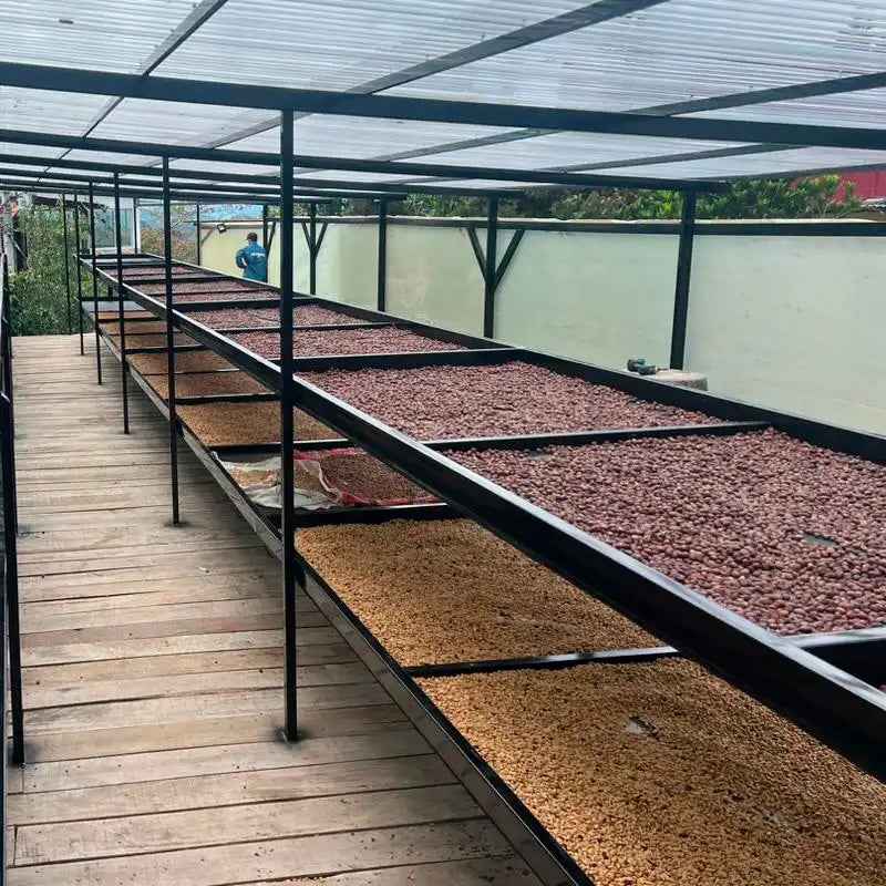 Colombia - Los Nogales Low Caf