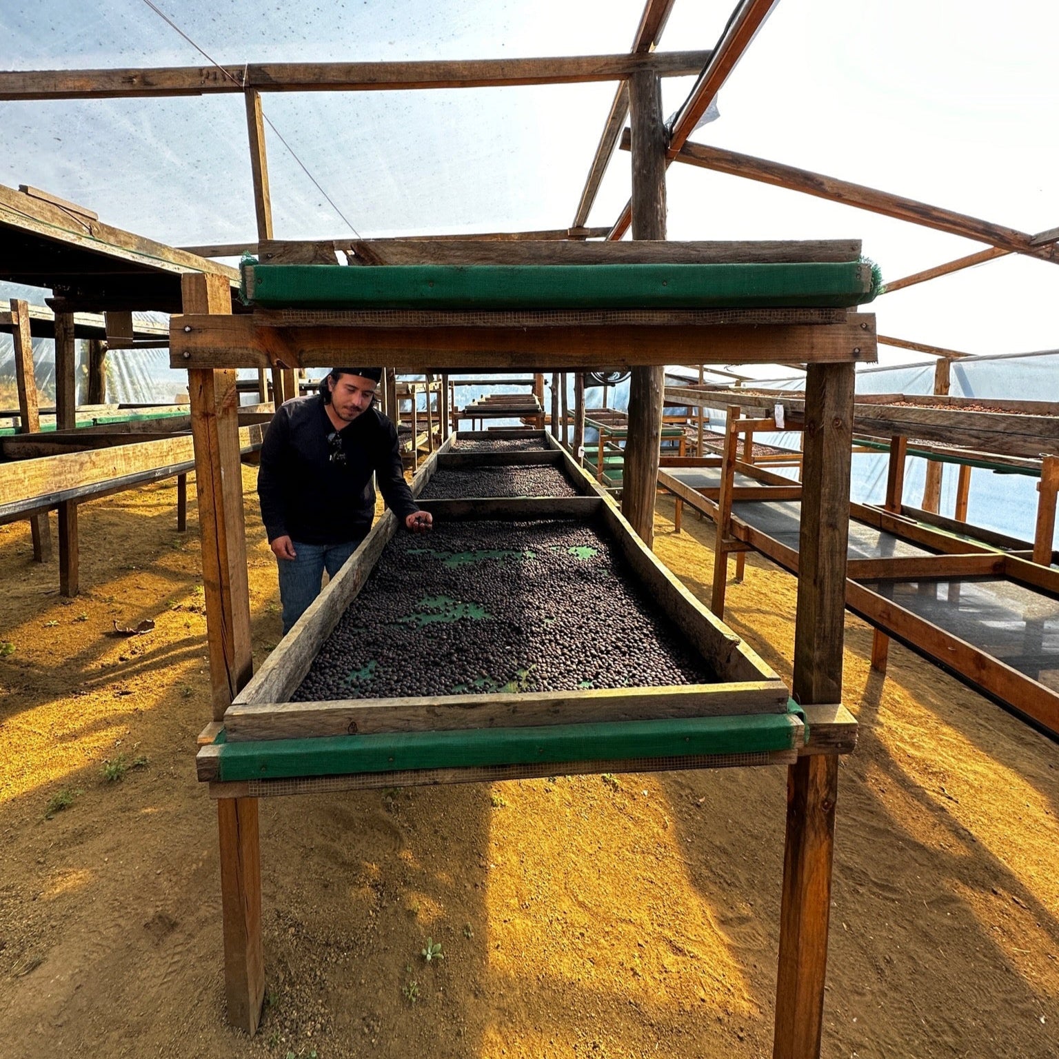 Guatemala - Finca Gascón - Clifton Coffee Roasters UK