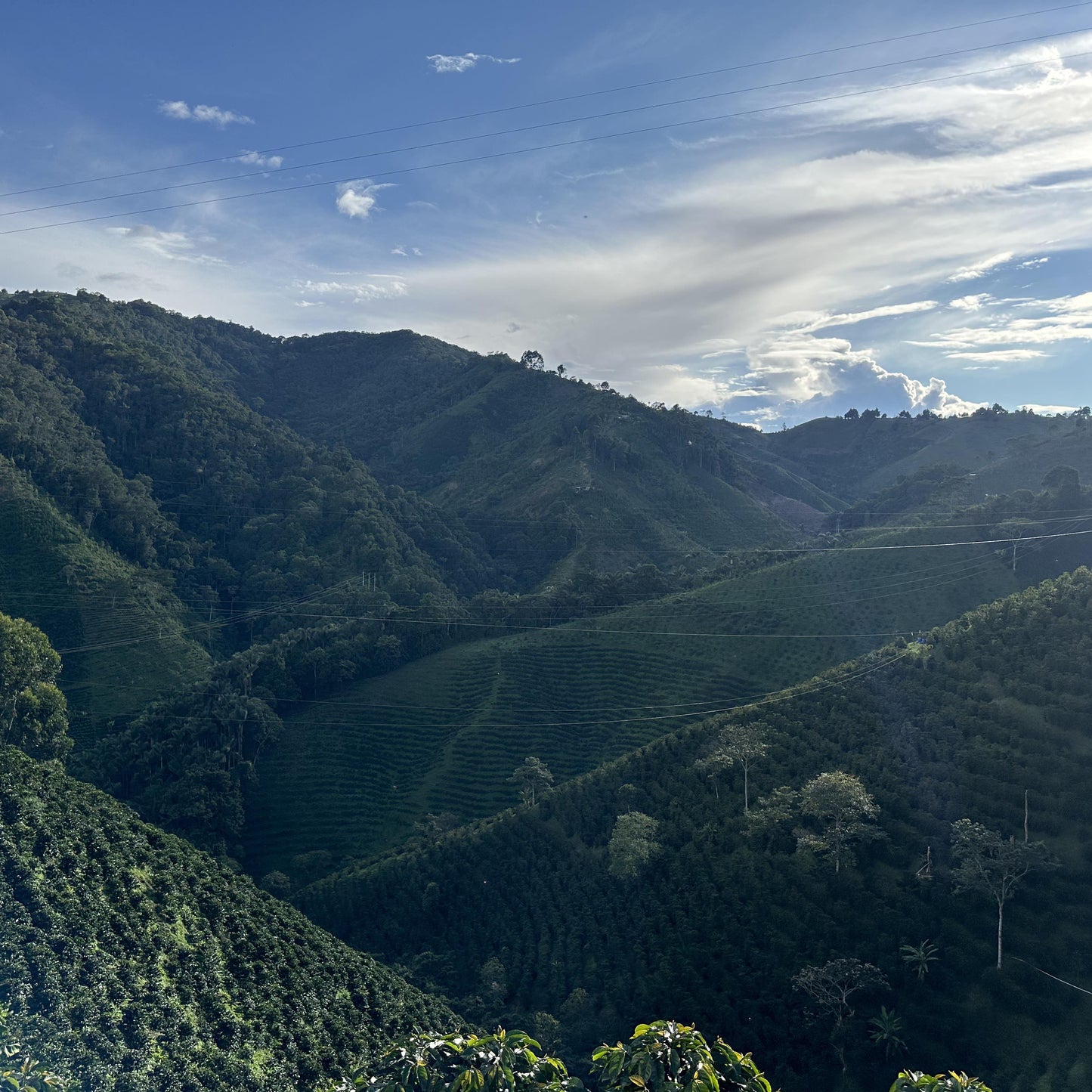 Colombia - Finca Las Flores