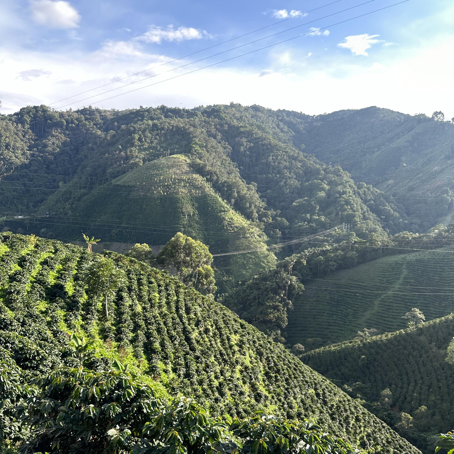 Colombia - Finca Las Flores