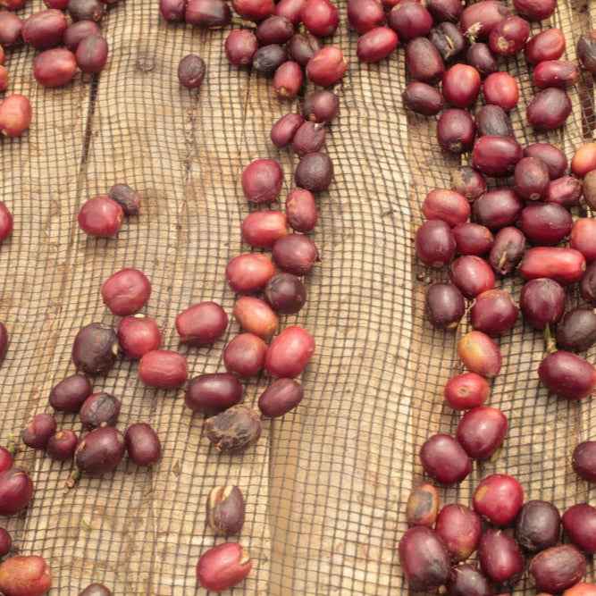 Indonesia - Gayo Sesongot