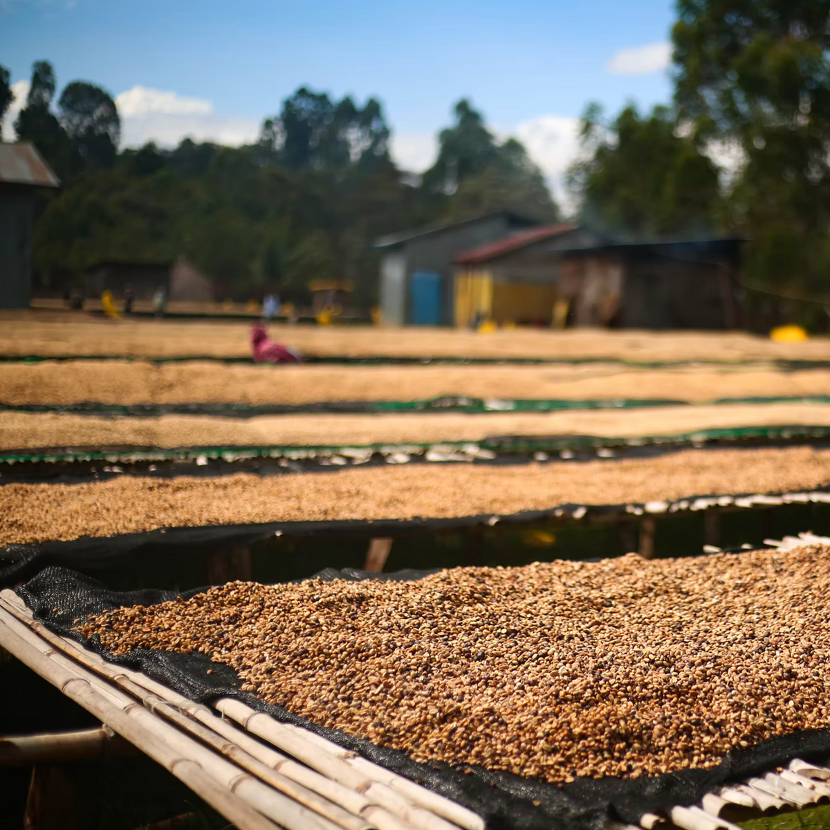 Ethiopia - West Arsi