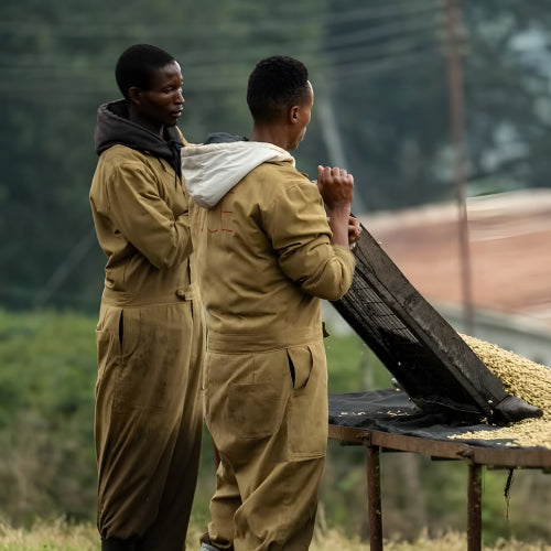 Tanzania - Burka Estate - Clifton Coffee Roasters UK