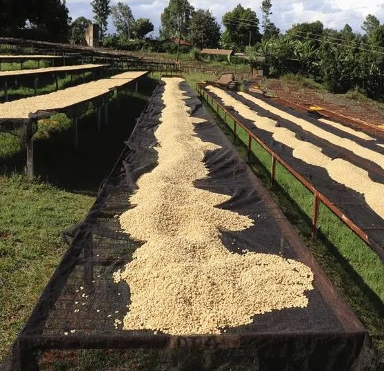 Kenya - Gicherori AA