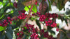 Clifton Coffee Roasters - Single Origin Film Brazil 2024