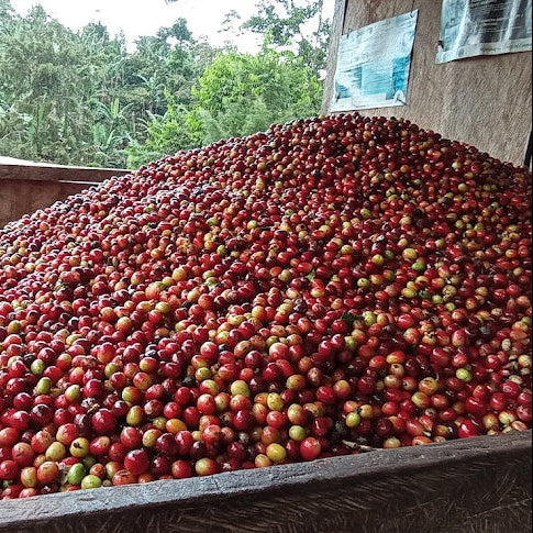 Sugarcane Decaf
